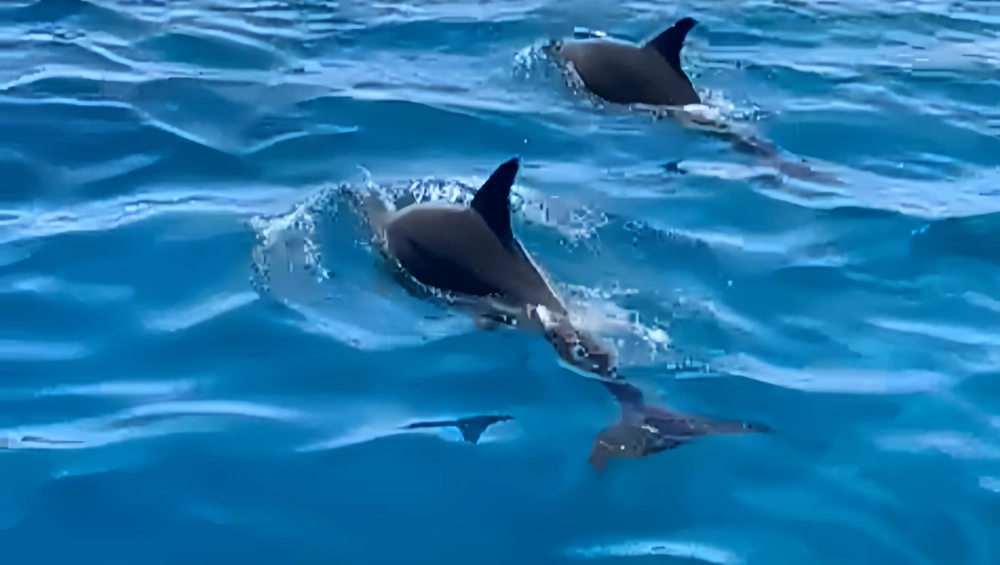 Dolphin-House-Trip-4.webp