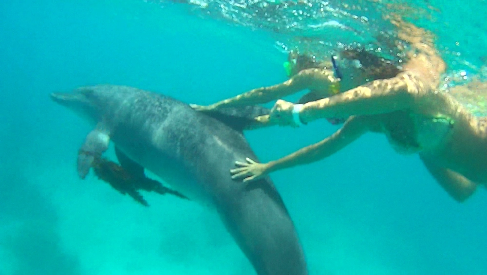 Dolphin-House-Trip.webp