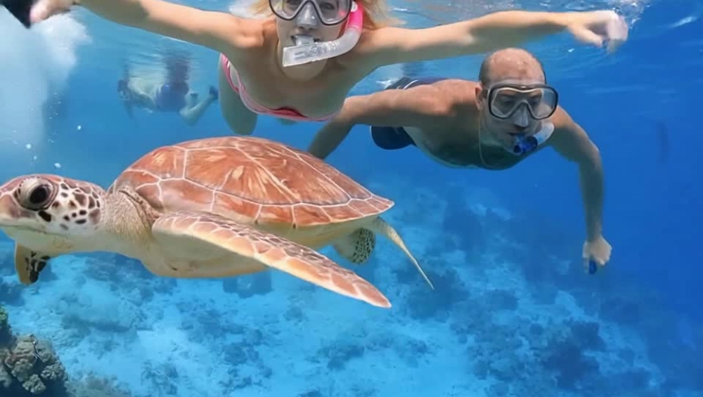 TURTLE-HOUSE-SOMABAY-2.webp