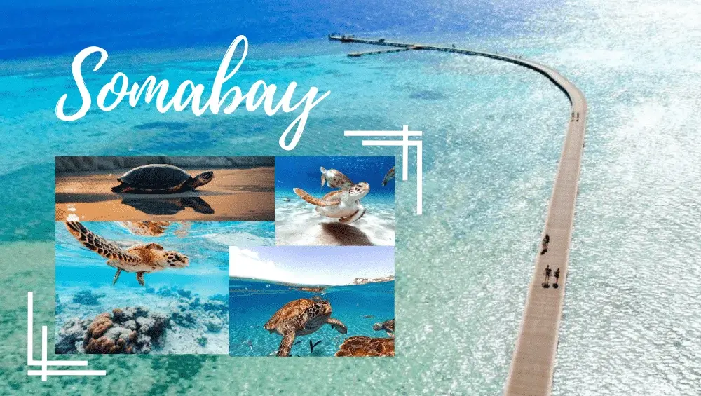 Trip-to-turtle-house-at-smabay.webp