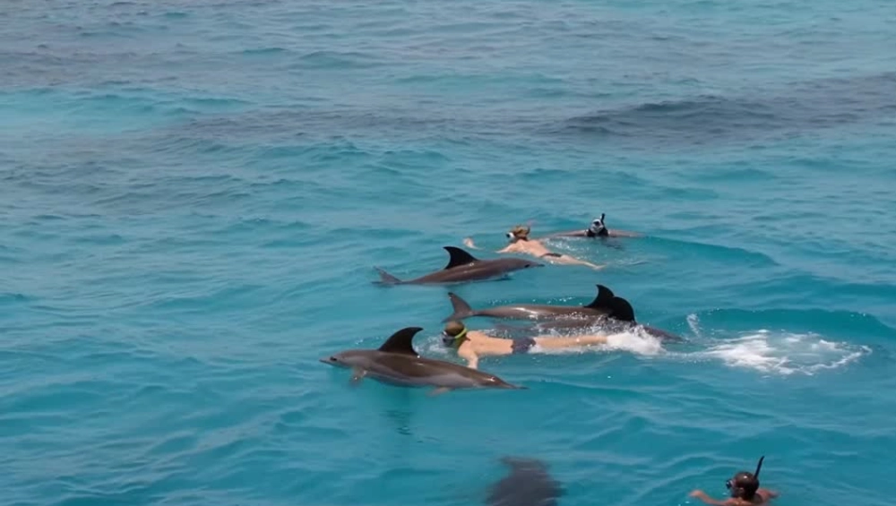 Dolphin House Trip 1