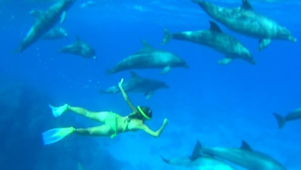 Dolphin House Trip 2