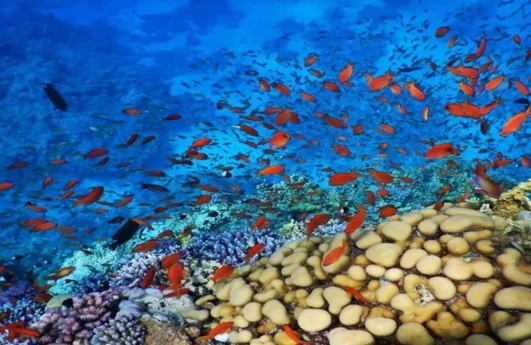 Panorama Reef