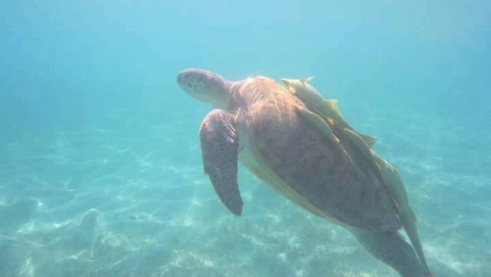TURTLE HOUSE SOMABAY 3