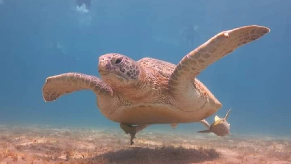 TURTLE HOUSE SOMABAY